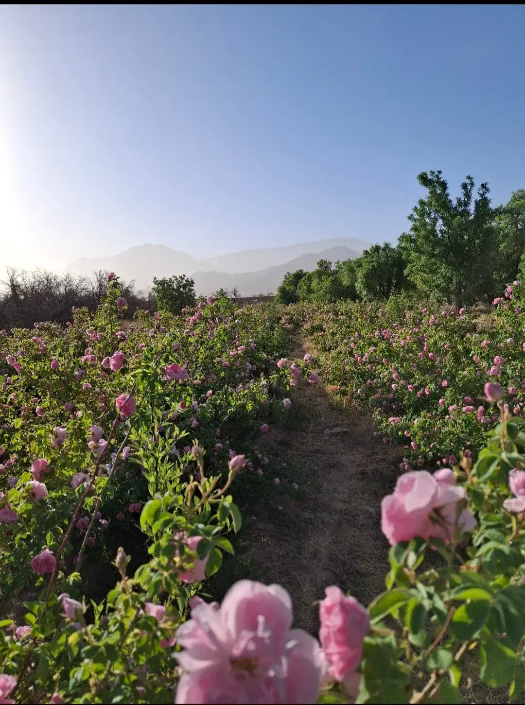 فروش زمین با شرایط ویژه|فروش زمین و ملک کلنگی|تفت, |دیوار