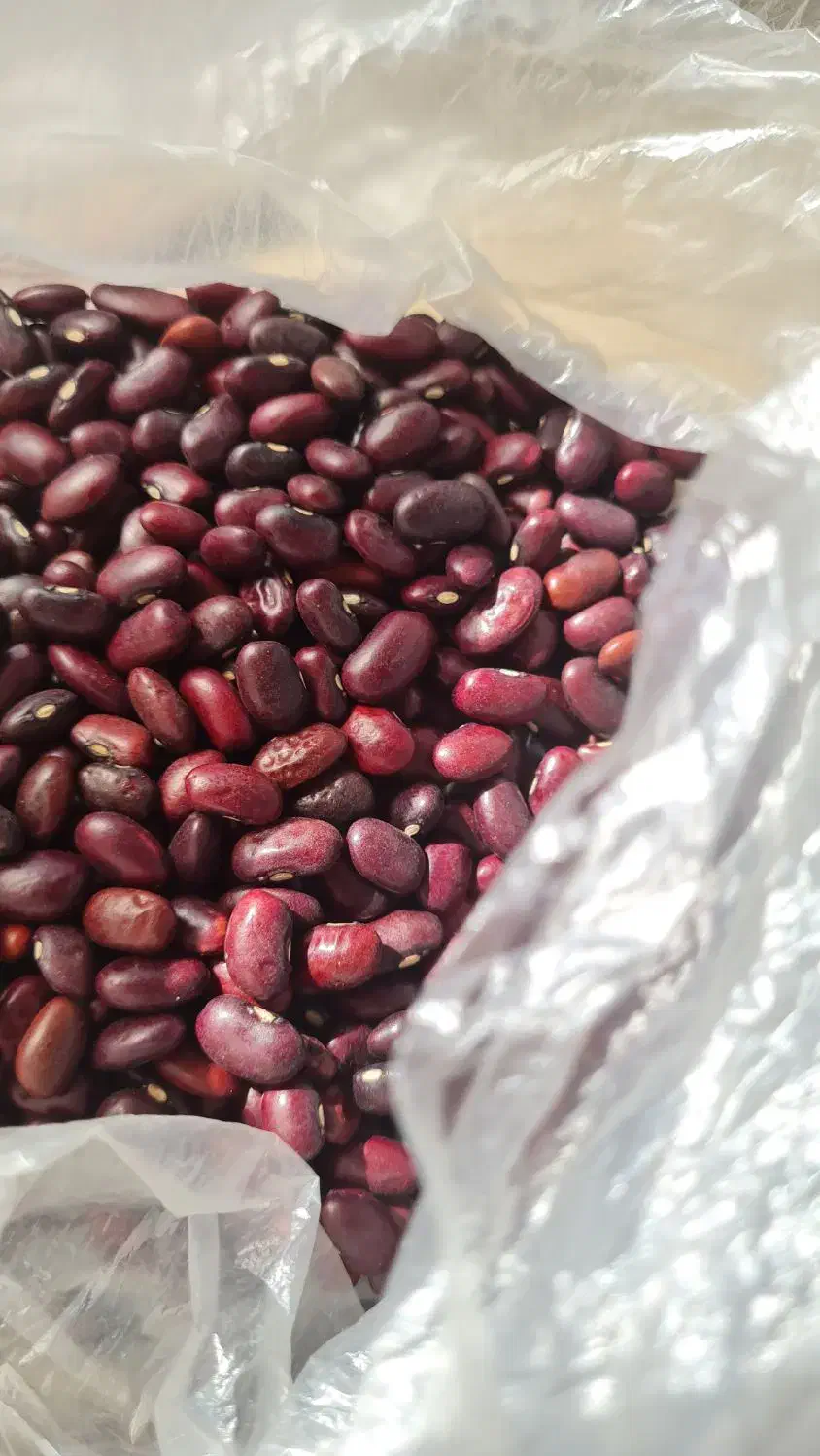 لوبیا قرمز خارجی|خوردنی و آشامیدنی|اصفهان, کوی امیریه|دیوار