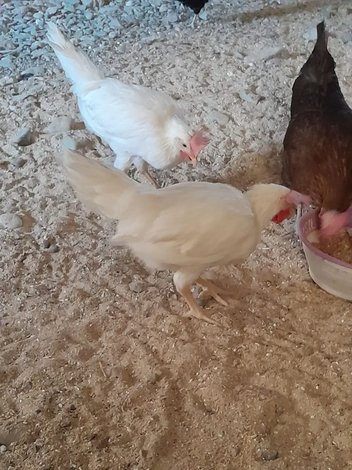 مرغ و خروس مینیاتوری|حیوانات مزرعه|ماهدشت, |دیوار