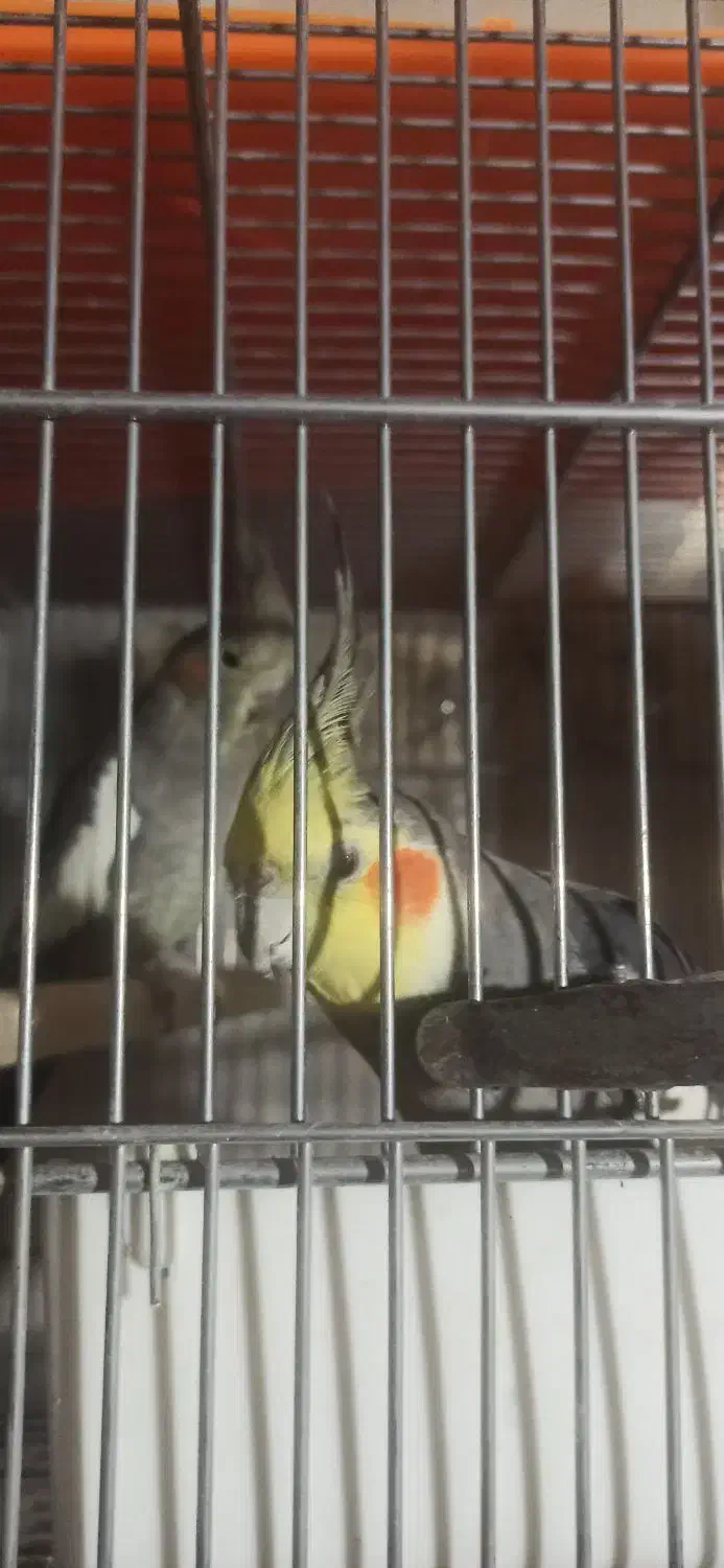 جفت عروس هلندی مولد اماده وجوجه سرلاکی|پرنده|نقده, |دیوار