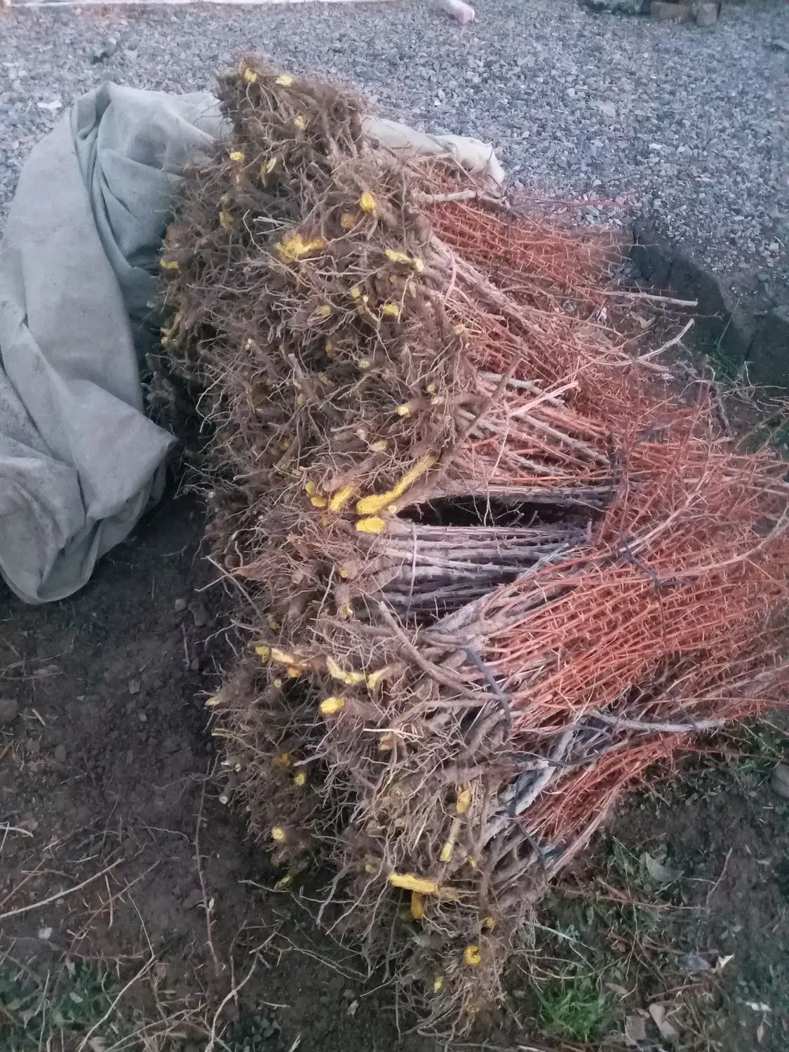 نهال|گل و گیاه طبیعی|قائن, |دیوار