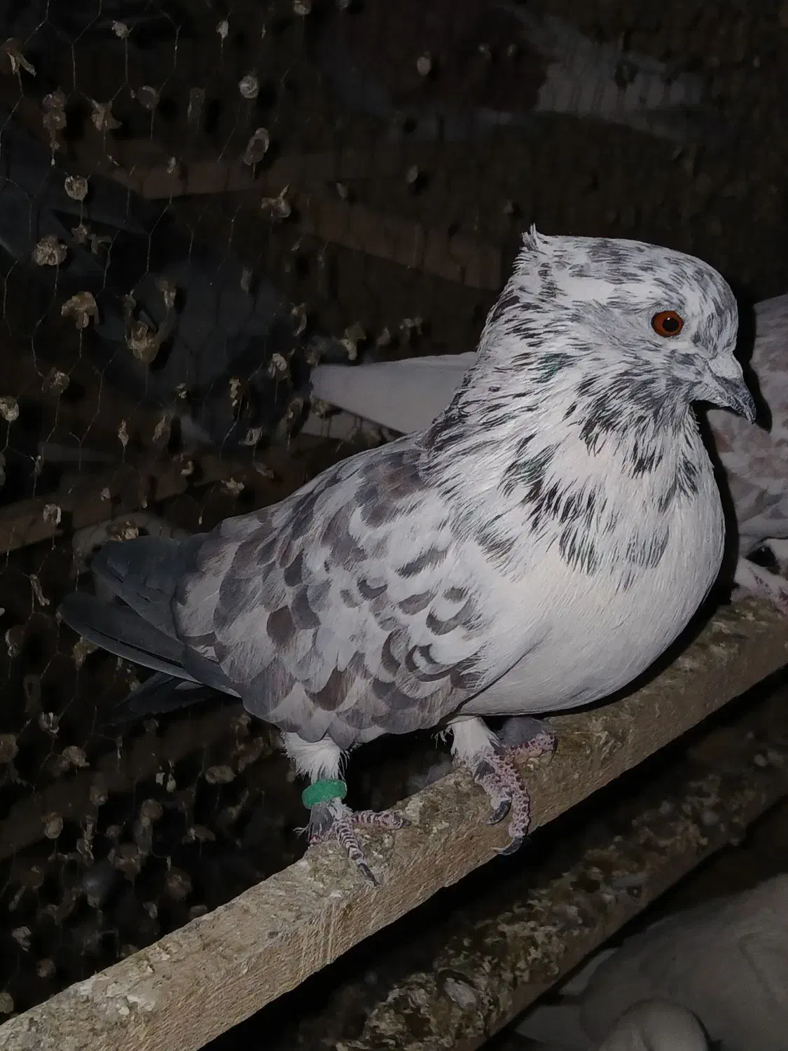 کبوتر|پرنده|طالقان, |دیوار