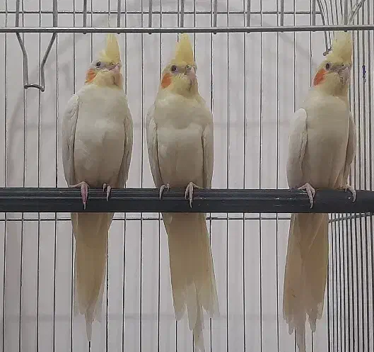 جوجه عروس هلندی آماده آموزش|پرنده|دماوند, گیلاوند|دیوار