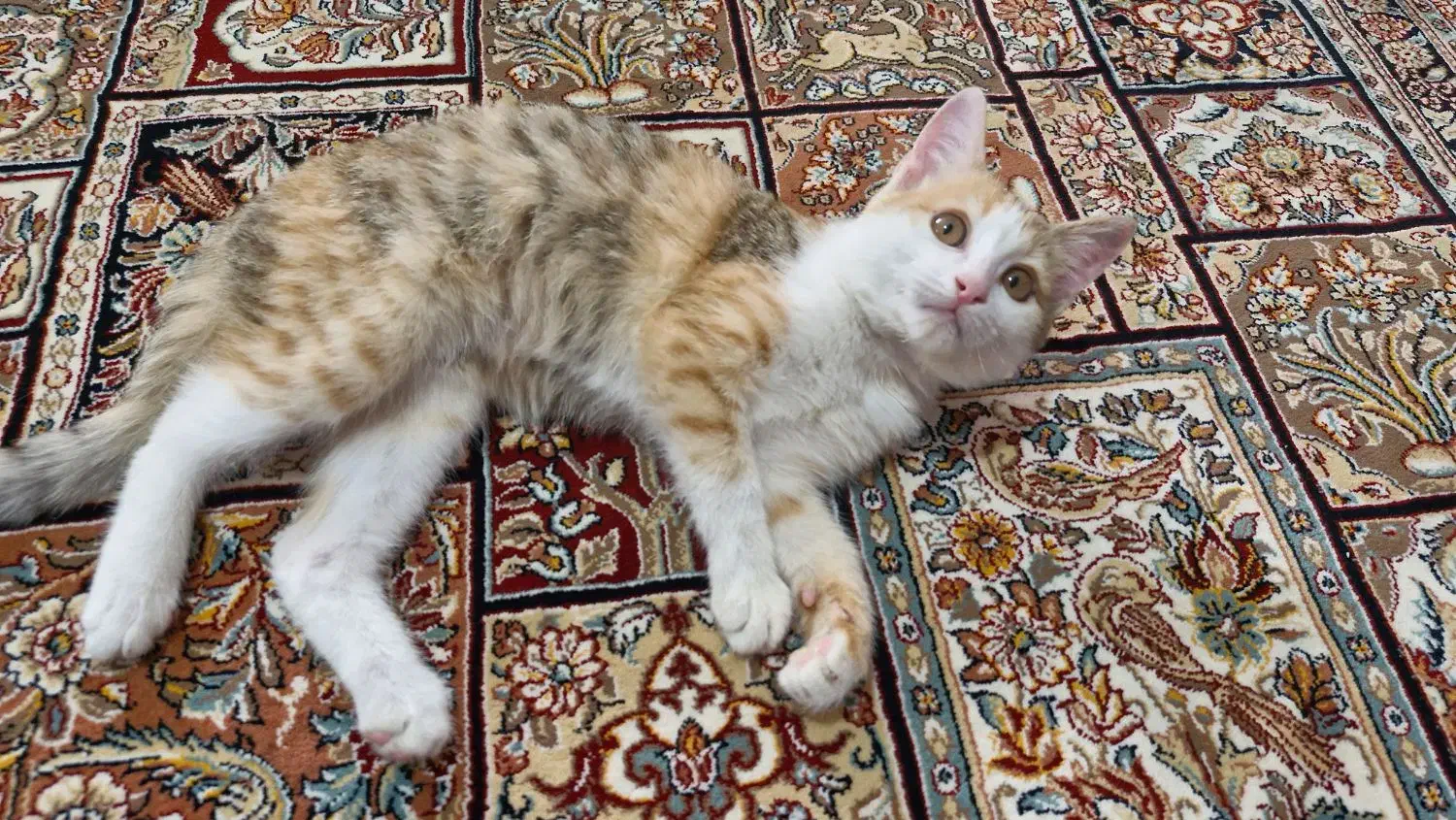 واگذاری گربه خانگی|گربه|قم, پردیسان|دیوار