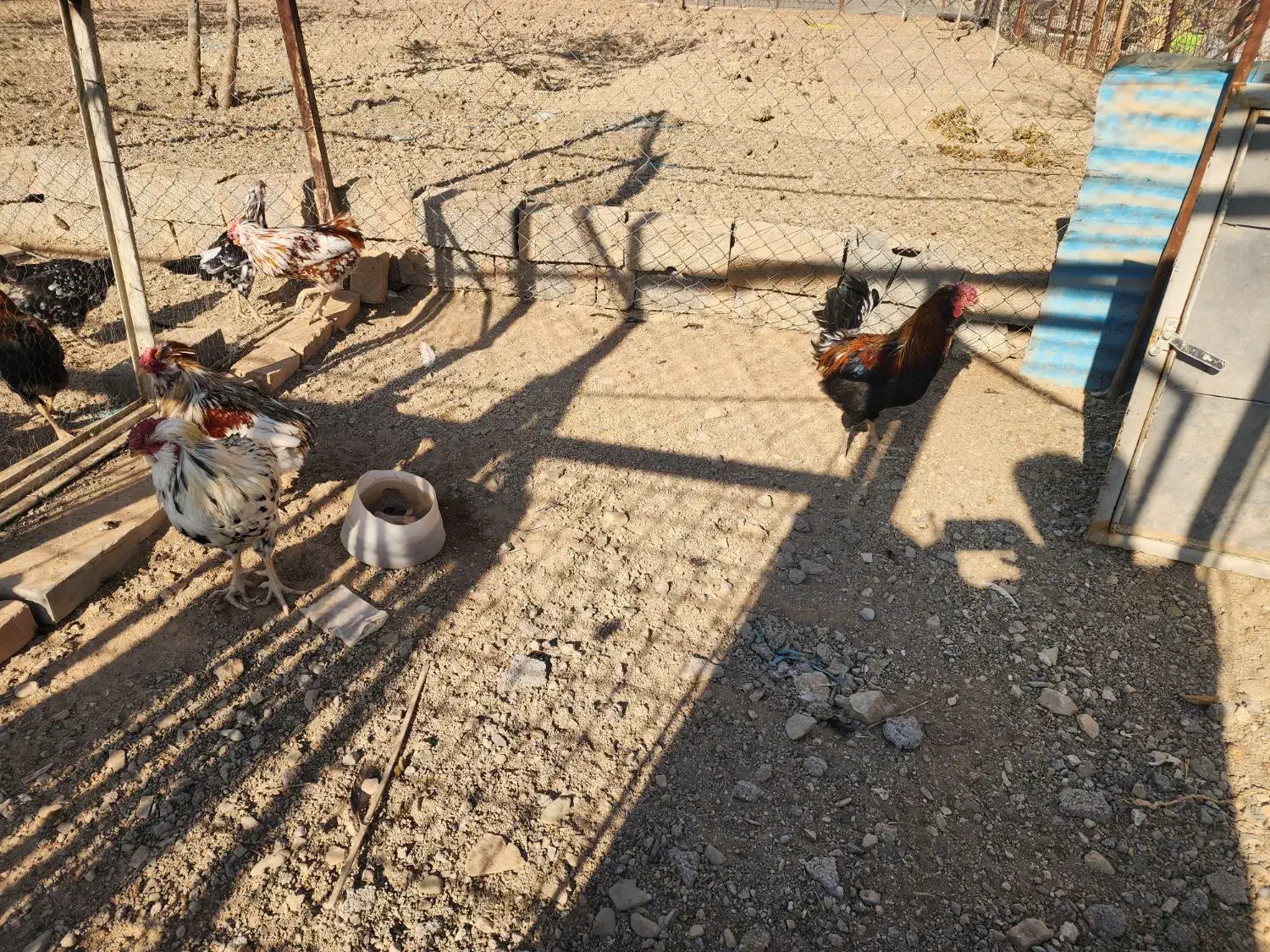 ۴ عدد خروس گلین لری|حیوانات مزرعه|لواسان, |دیوار