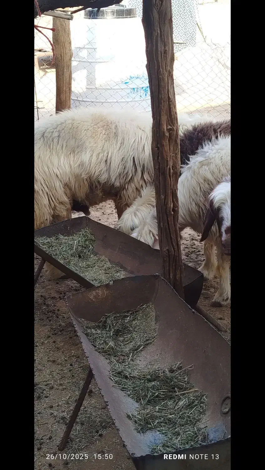 فروش سه عددمیش جوان|حیوانات مزرعه|لنده, |دیوار