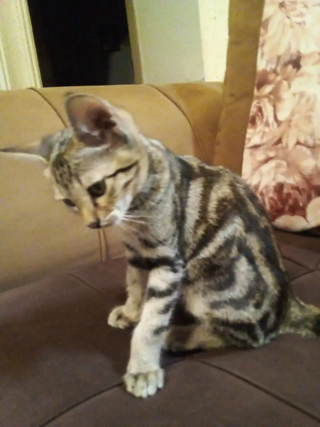 واگذاری، رایگان بچه گربه سه ماهه نر|گربه|چالوس, |دیوار