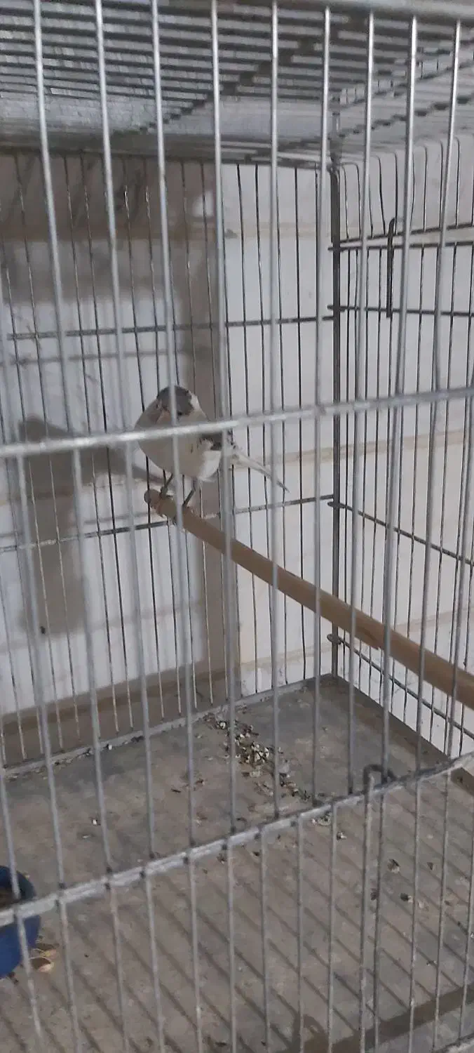 قناری سوپری کاکلی وساده|پرنده|تهران, مینای جنوبی|دیوار