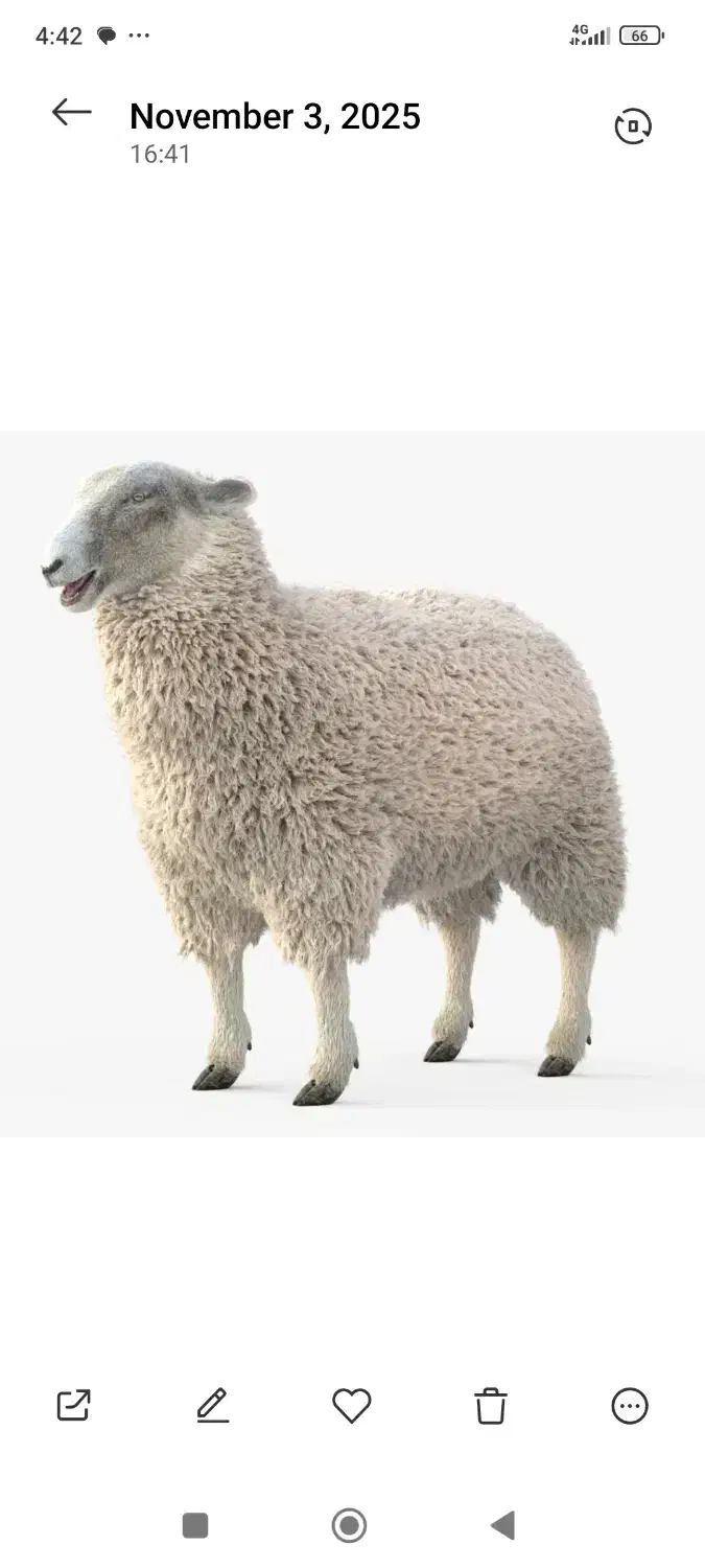 بره ماده|حیوانات مزرعه|زرند, |دیوار