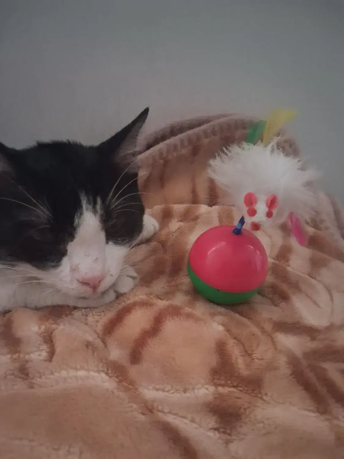 واگذاری گربه|گربه|زنجان, |دیوار