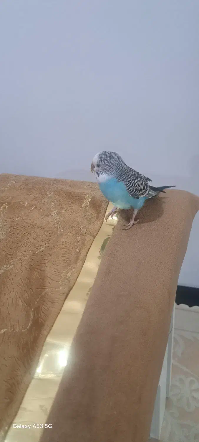 مرغ عشق|پرنده|ایلام, |دیوار