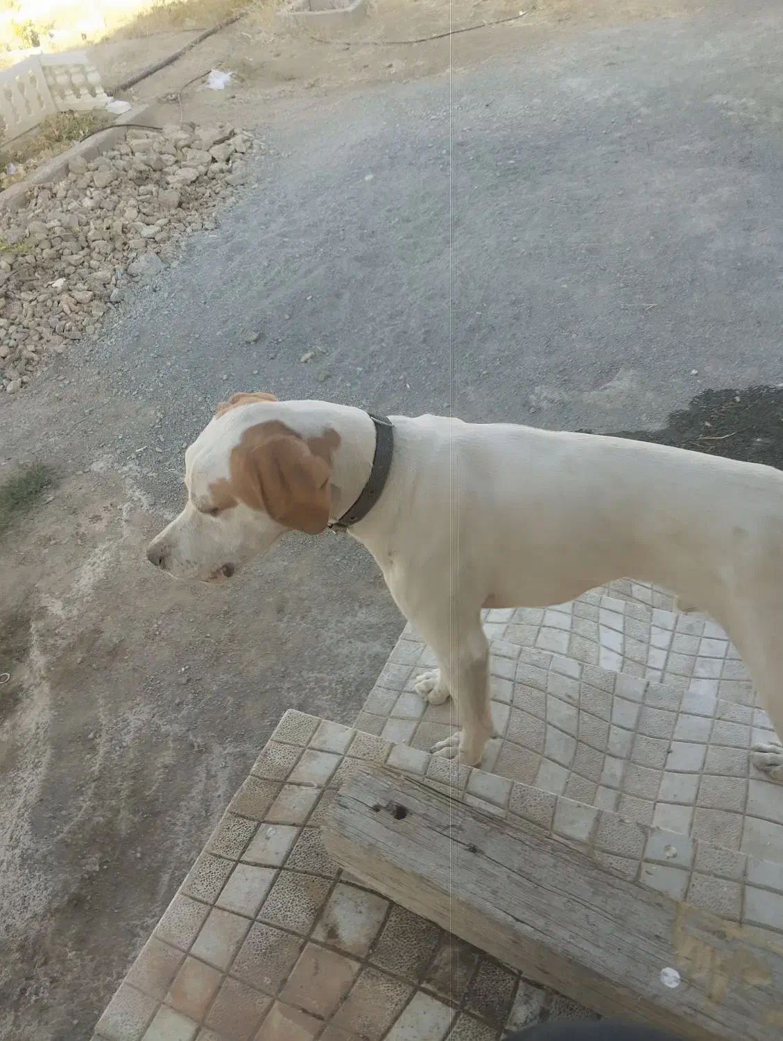 پوینتر انگلیسی|سگ|رشت, استادسرا|دیوار