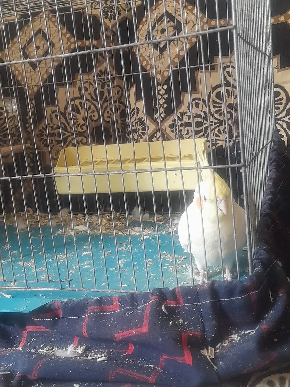 فروش عروس هلندی|پرنده|خمینی‌شهر, |دیوار