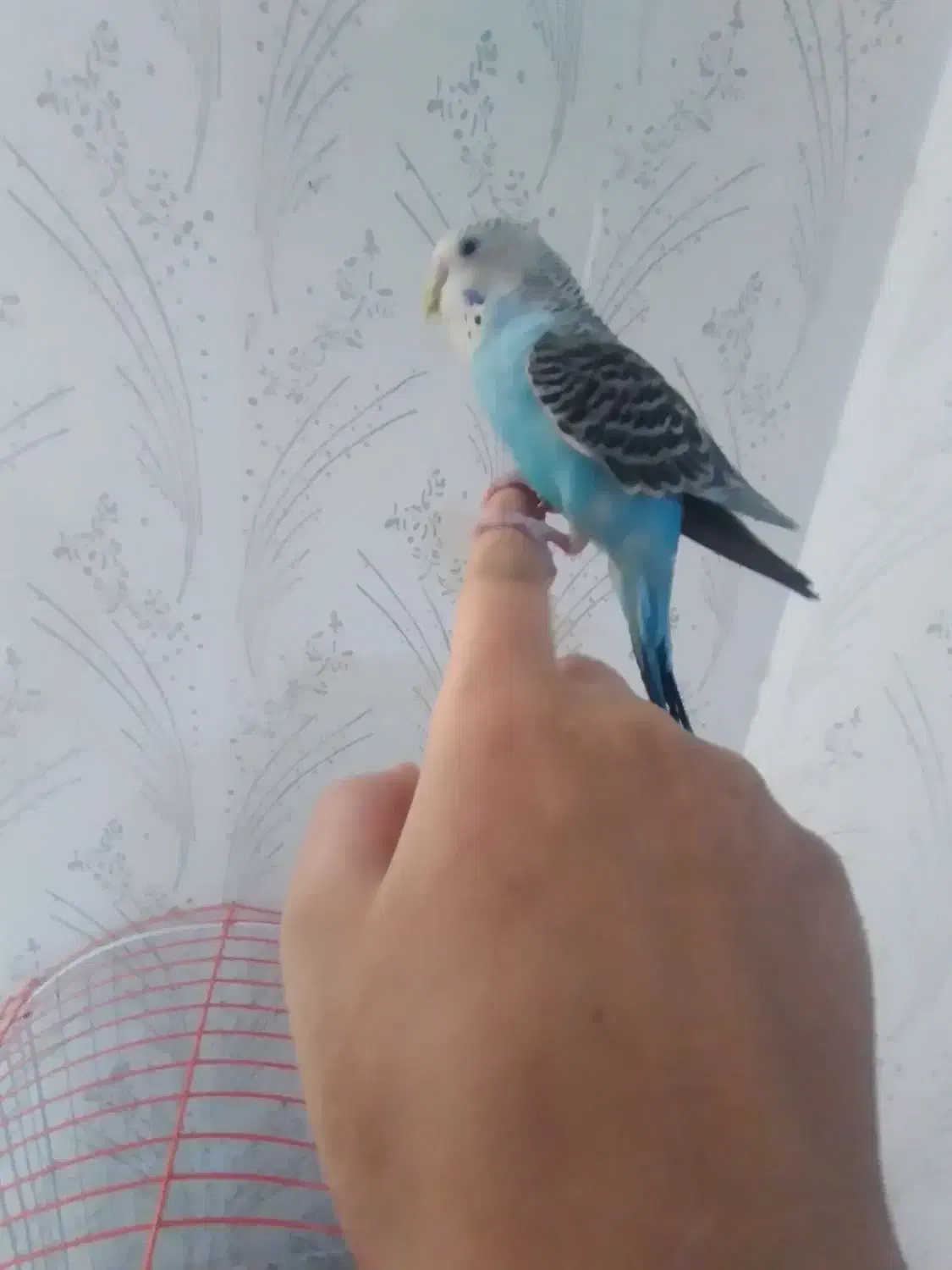 مرغ عشق|پرنده|شازند, |دیوار