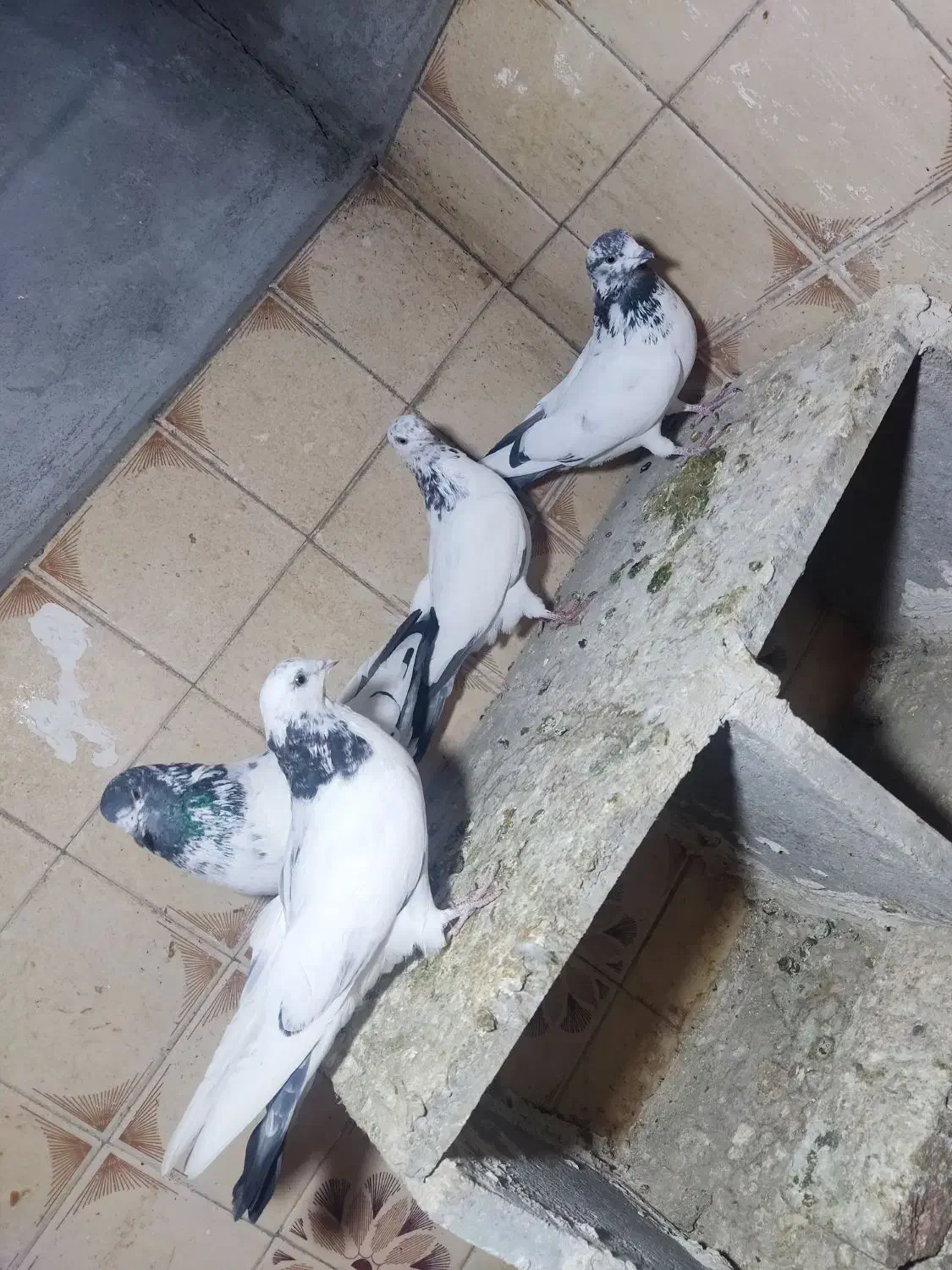 چهارتا تهرانی پرشتی|پرنده|بروجرد, |دیوار