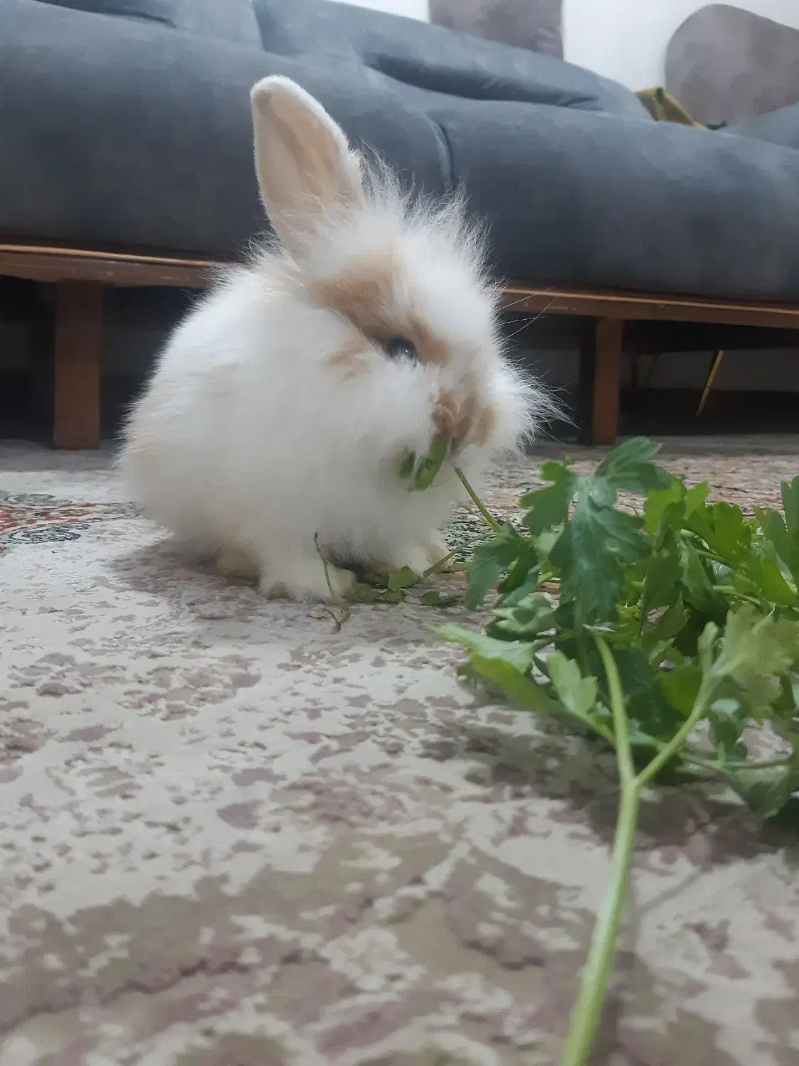 خرگوش ۲ماهه|موش و خرگوش|بندرعباس, |دیوار