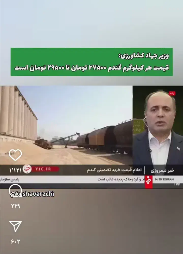 گندم پیشگام ابی|خوردنی و آشامیدنی|ایلخچی, |دیوار