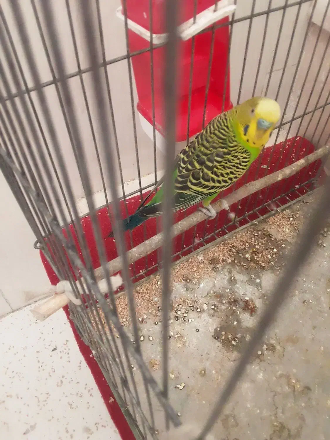 مرغ عشق|پرنده|یاسوج, |دیوار