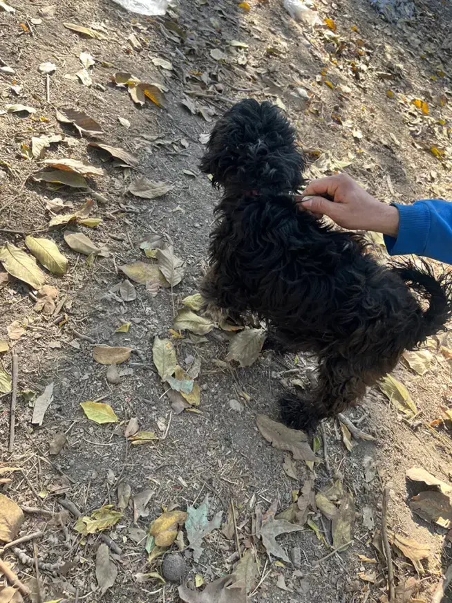 سگ پا کوتاه پشمالو|سگ|مشکیندشت, |دیوار