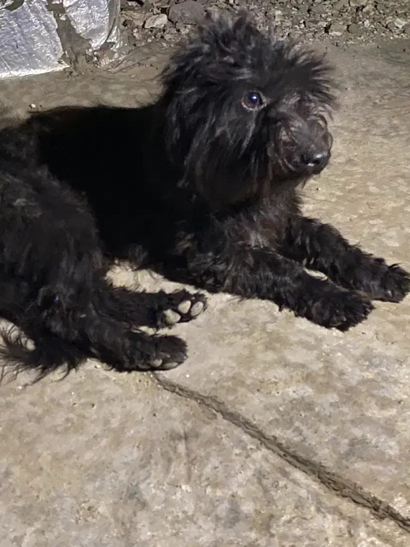 سگ مشکی|سگ|بندرعباس, |دیوار