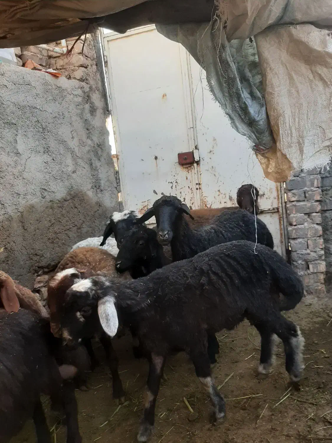 بره چاق تمام گوشت|حیوانات مزرعه|کهن آباد, |دیوار