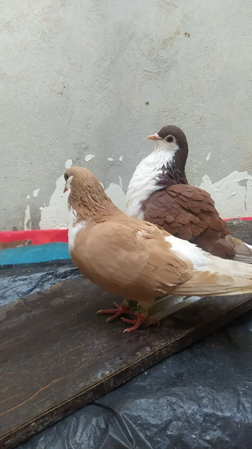 سرخ|پرنده|بجنورد, |دیوار