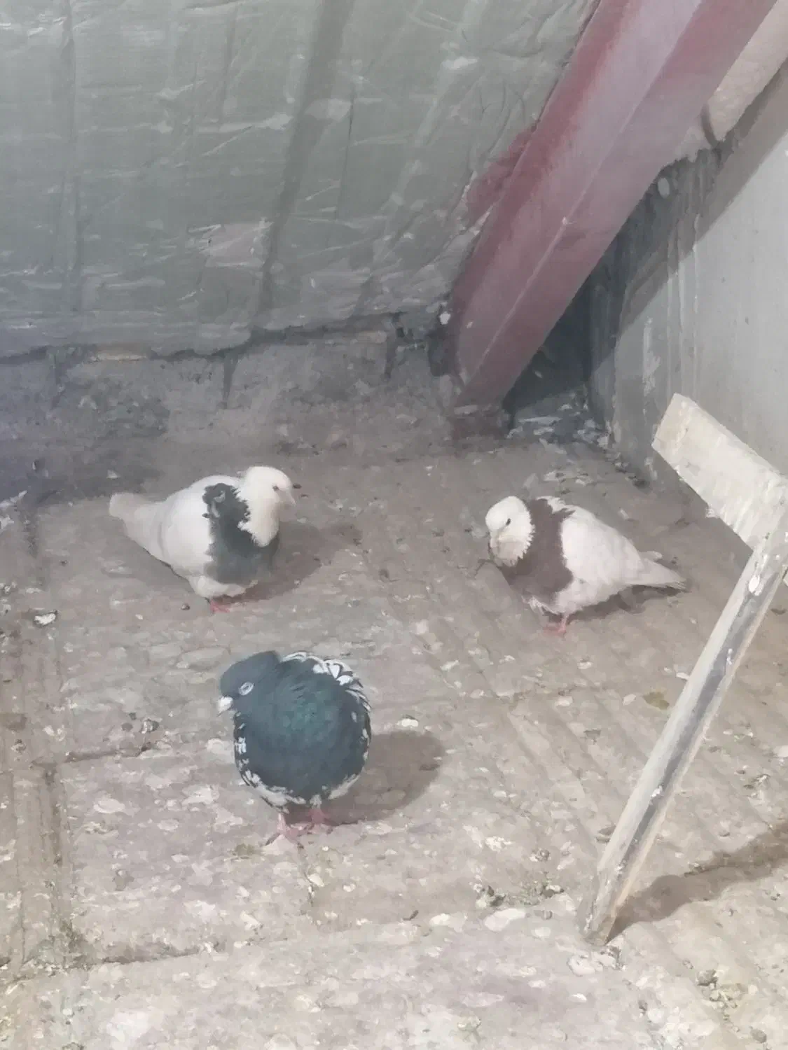 پرنده کفتر طوقی|پرنده|مشهد, شهرک مهرگان|دیوار