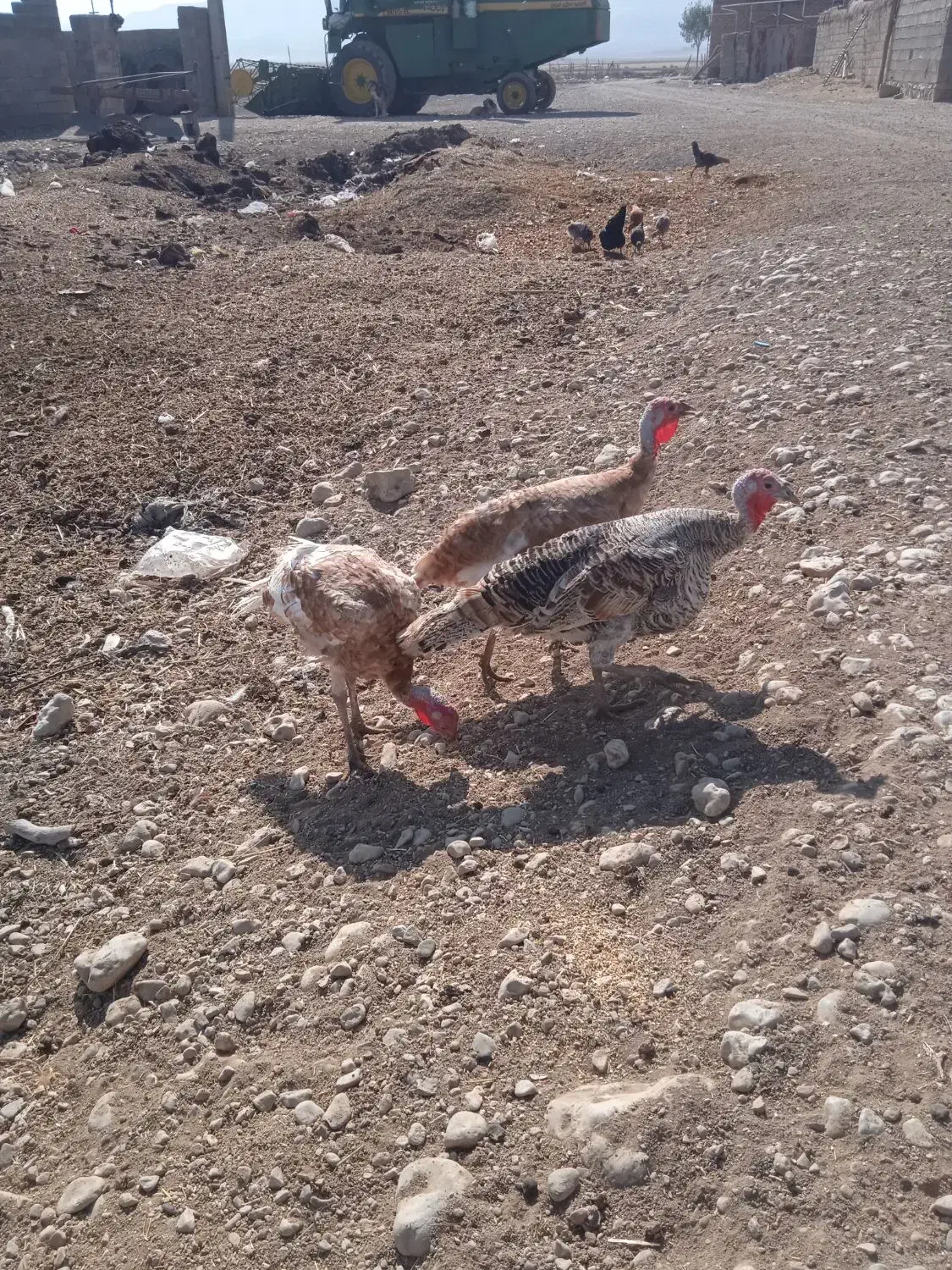 بوقلمون|حیوانات مزرعه|کوزران, |دیوار