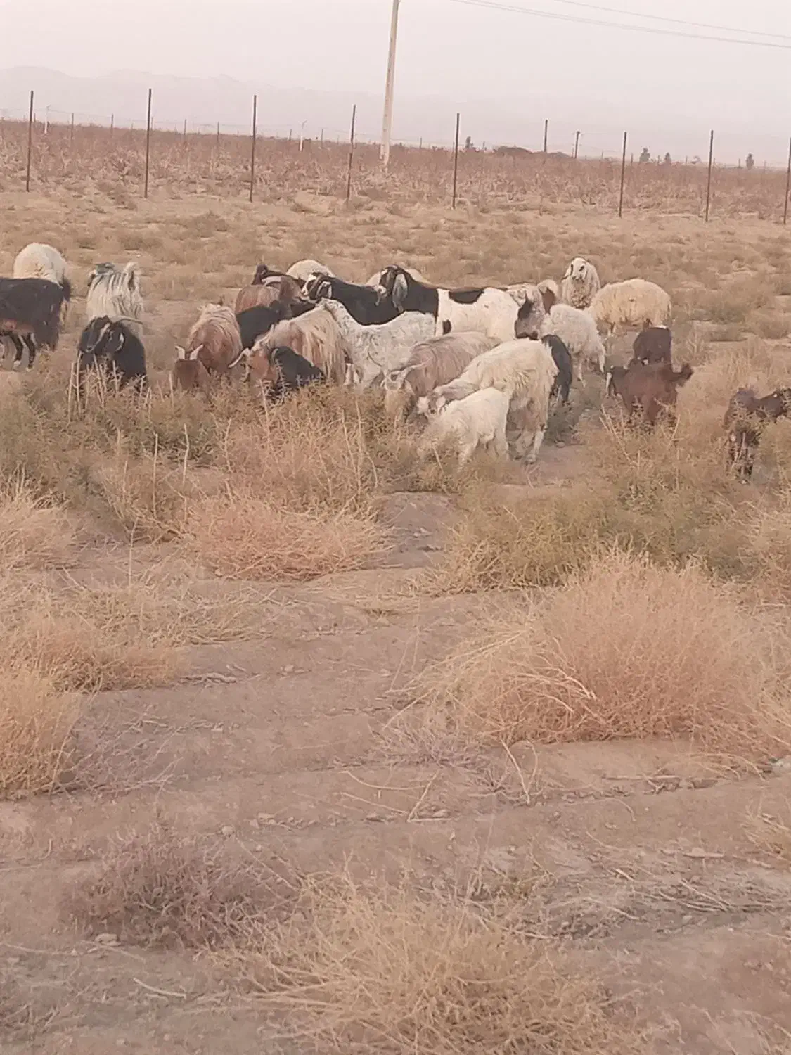 گوسفند|حیوانات مزرعه|قطرویه, |دیوار