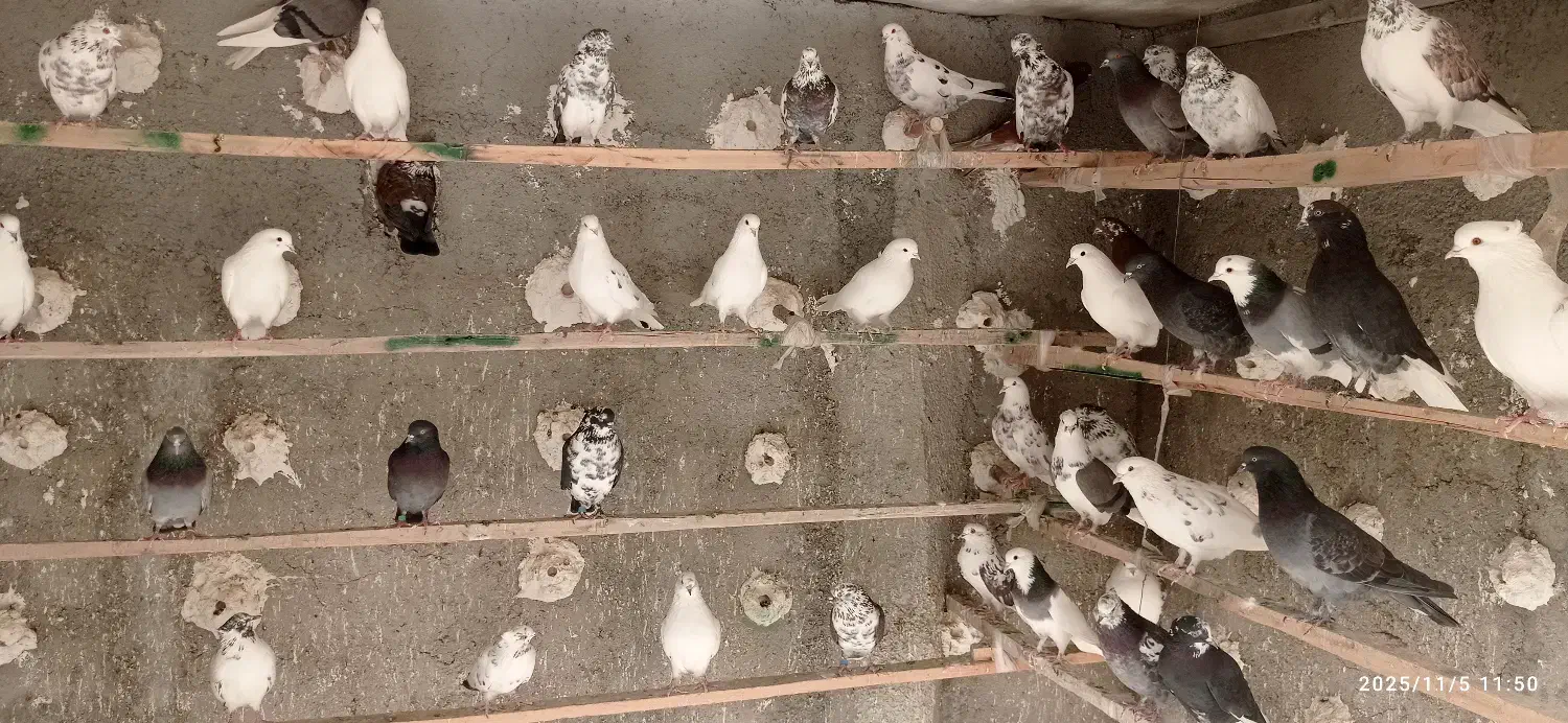 کبوتر فوق پرشی|پرنده|وحیدیه, |دیوار