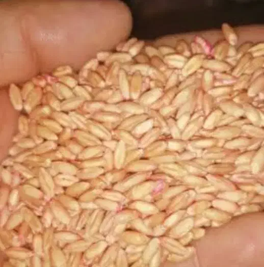 گندم آذر۲ بذری|عمدهفروشی|اسلامآباد غرب, |دیوار