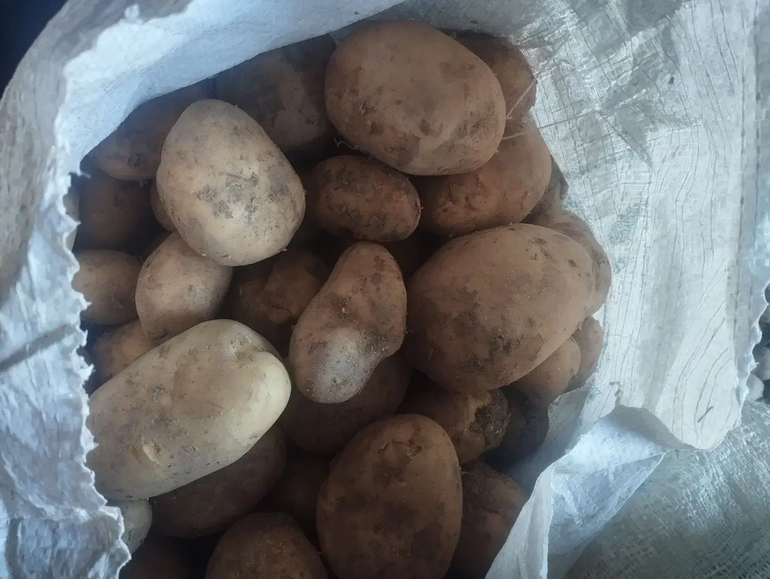 سیب زمینی|خوردنی و آشامیدنی|زاغه, |دیوار