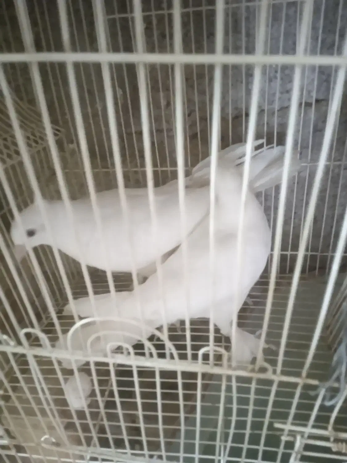 معاوضه|پرنده|جیرفت, |دیوار