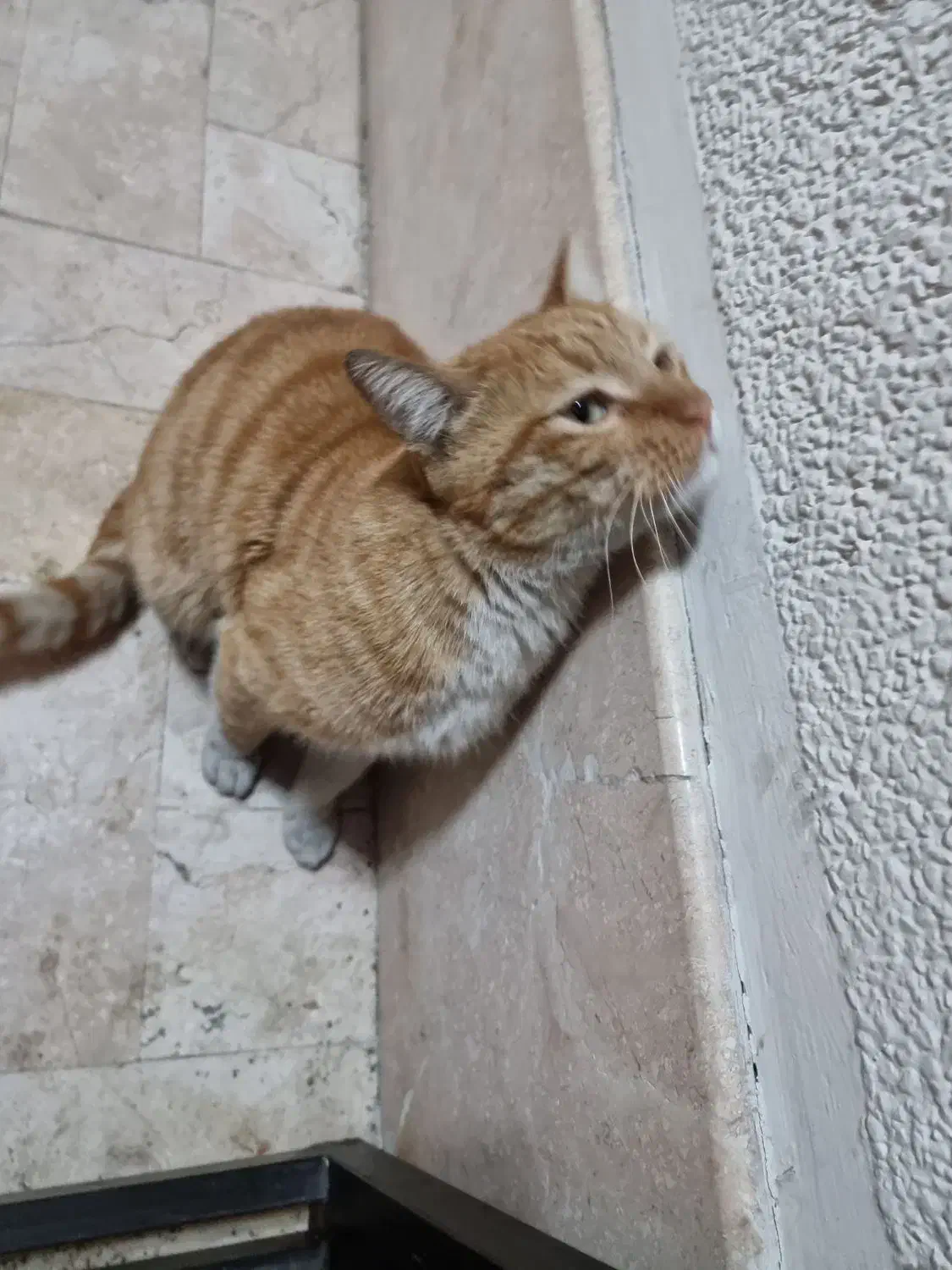 گربه عسلی بانمک پیدا شده|گربه|تهران, قیطریه|دیوار