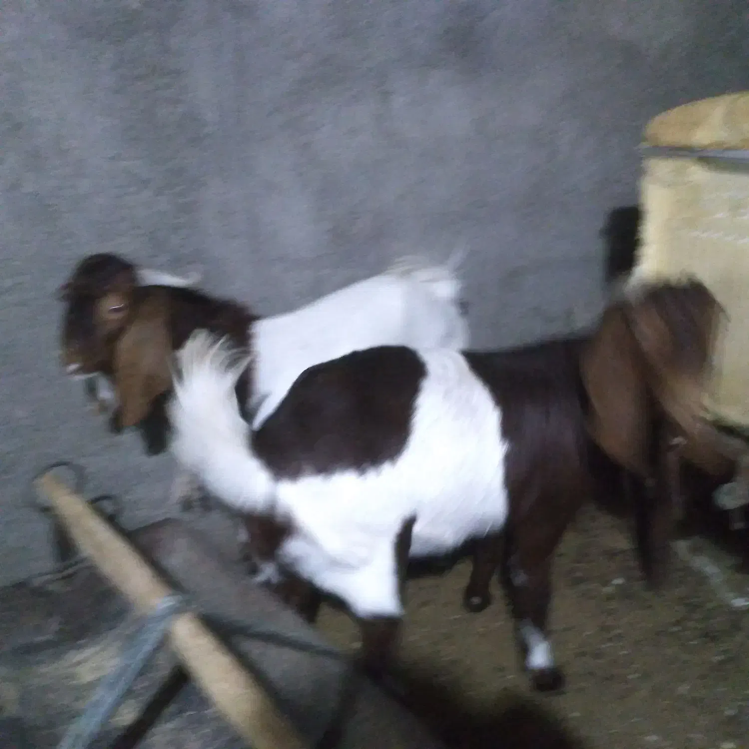 بز پاکستانی|حیوانات مزرعه|فریمان, |دیوار