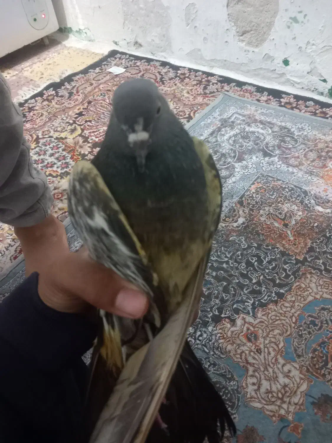 کبوتر پاکستانی|پرنده|بندر کنگان, |دیوار