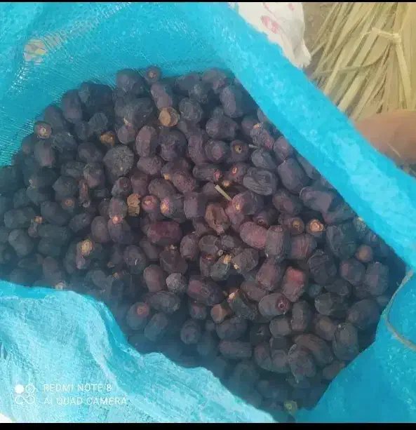 ضایعات خرما کده|عمده‌فروشی|بم, |دیوار