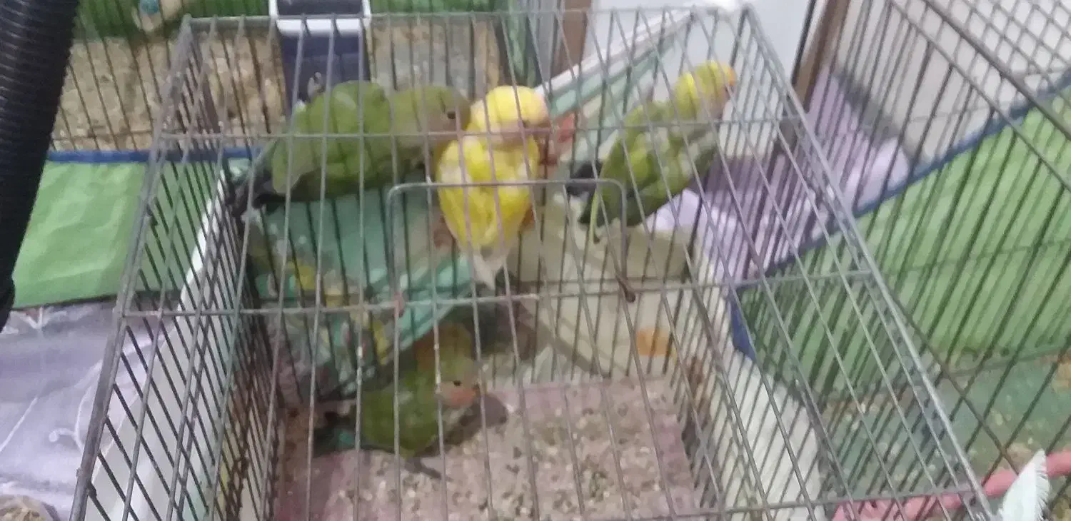 طوطی برزیلی|پرنده|اردبیل, |دیوار