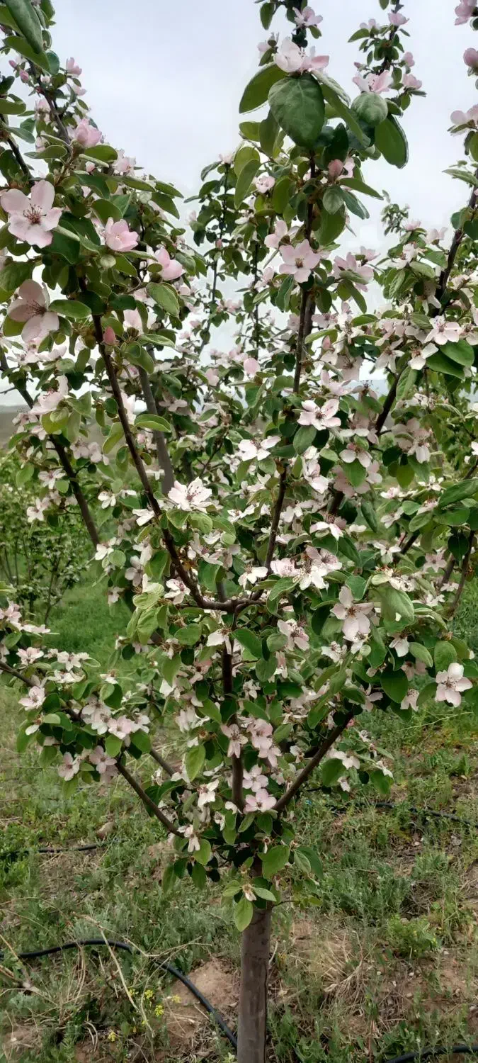 زمین چسب بافت روستا|فروش دفتر صنعتی، کشاورزی، تجاری|فیروز, |دیوار