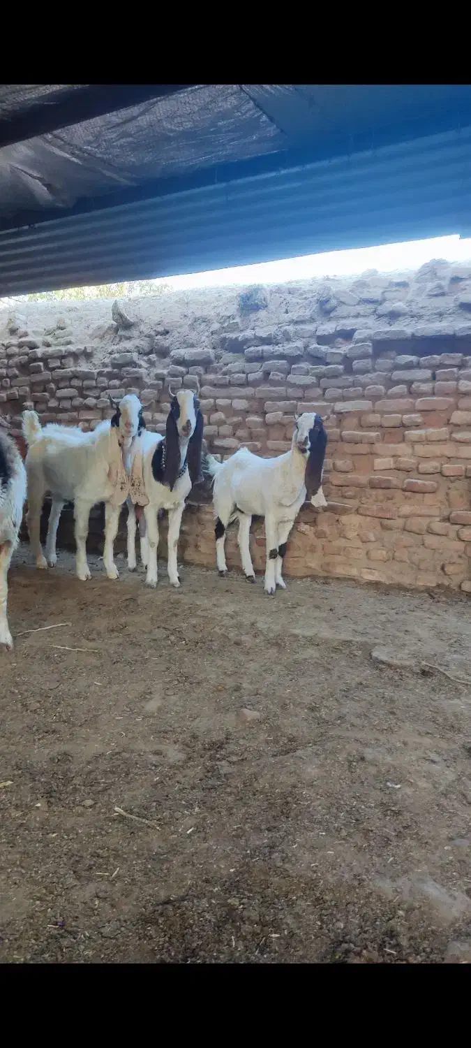 بزغاله گلابی پتیری|حیوانات مزرعه|فریمان, |دیوار