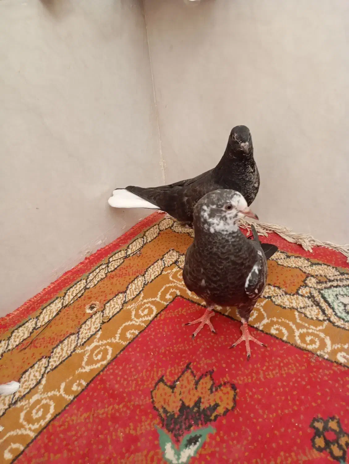 پرشی|پرنده|قم, ناصردیوان|دیوار