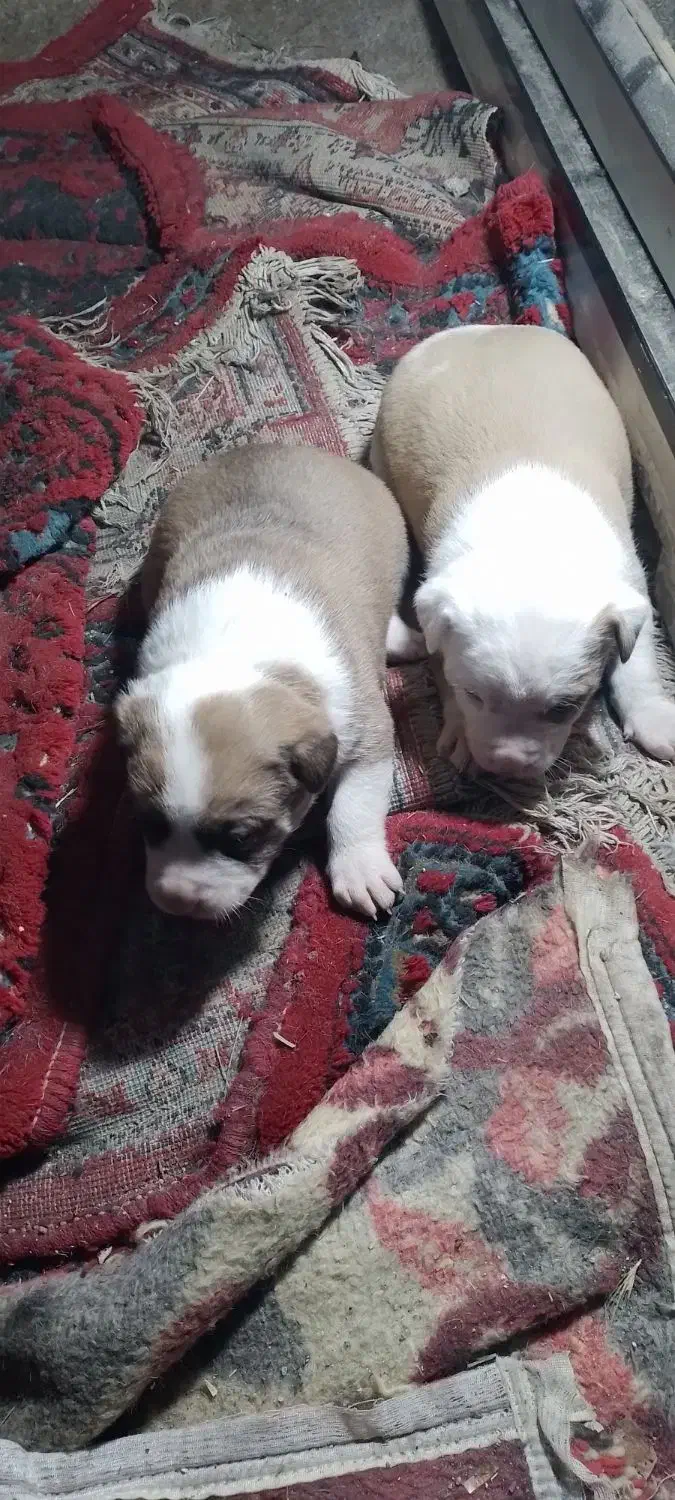 سگ پیتبول|سگ|نورآباد, |دیوار