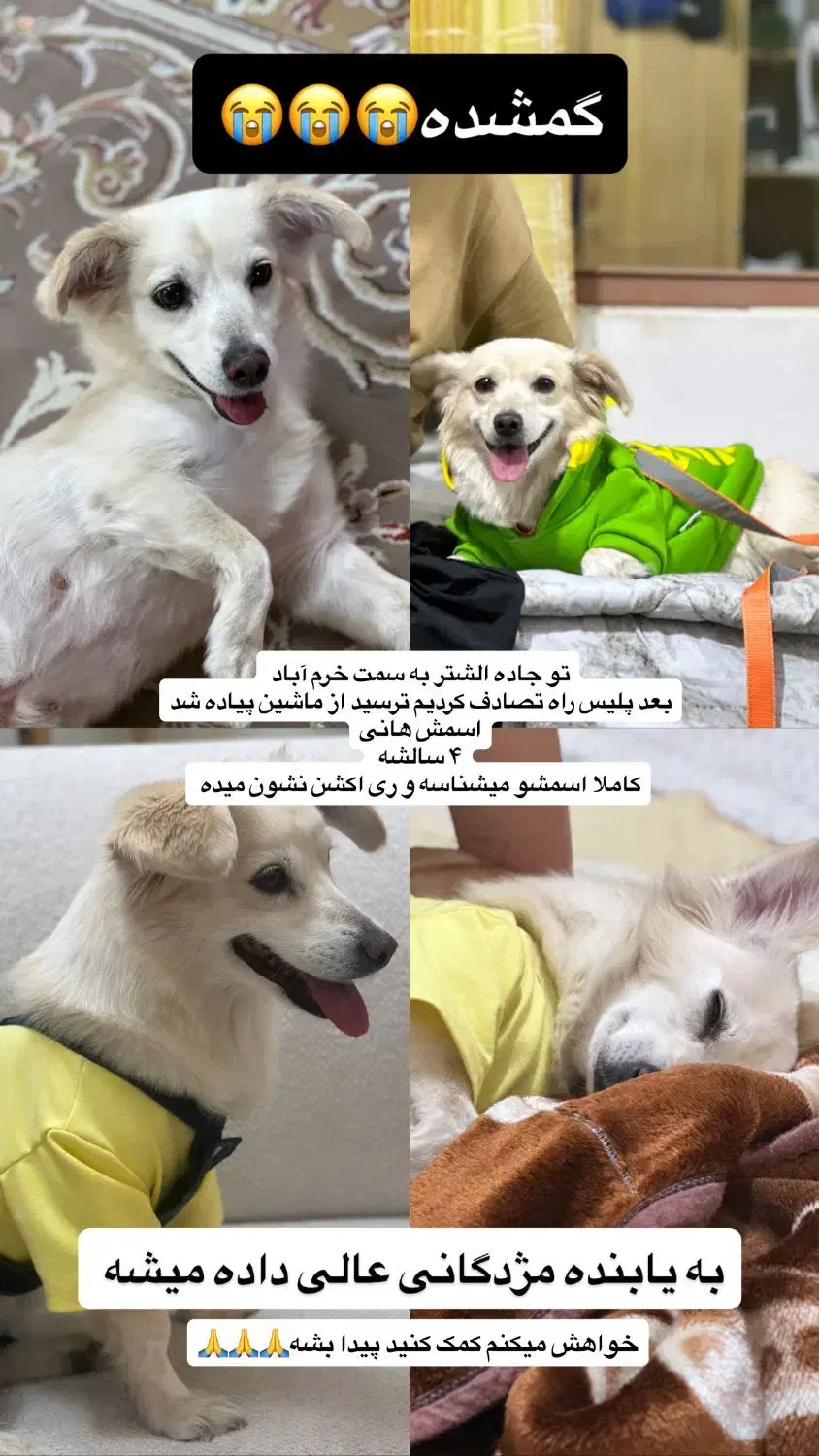 گمشده|حیوانات|خرمآباد, |دیوار