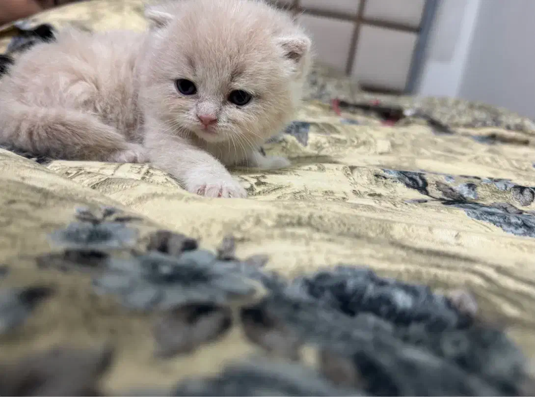 گربه|گربه|بابل, |دیوار