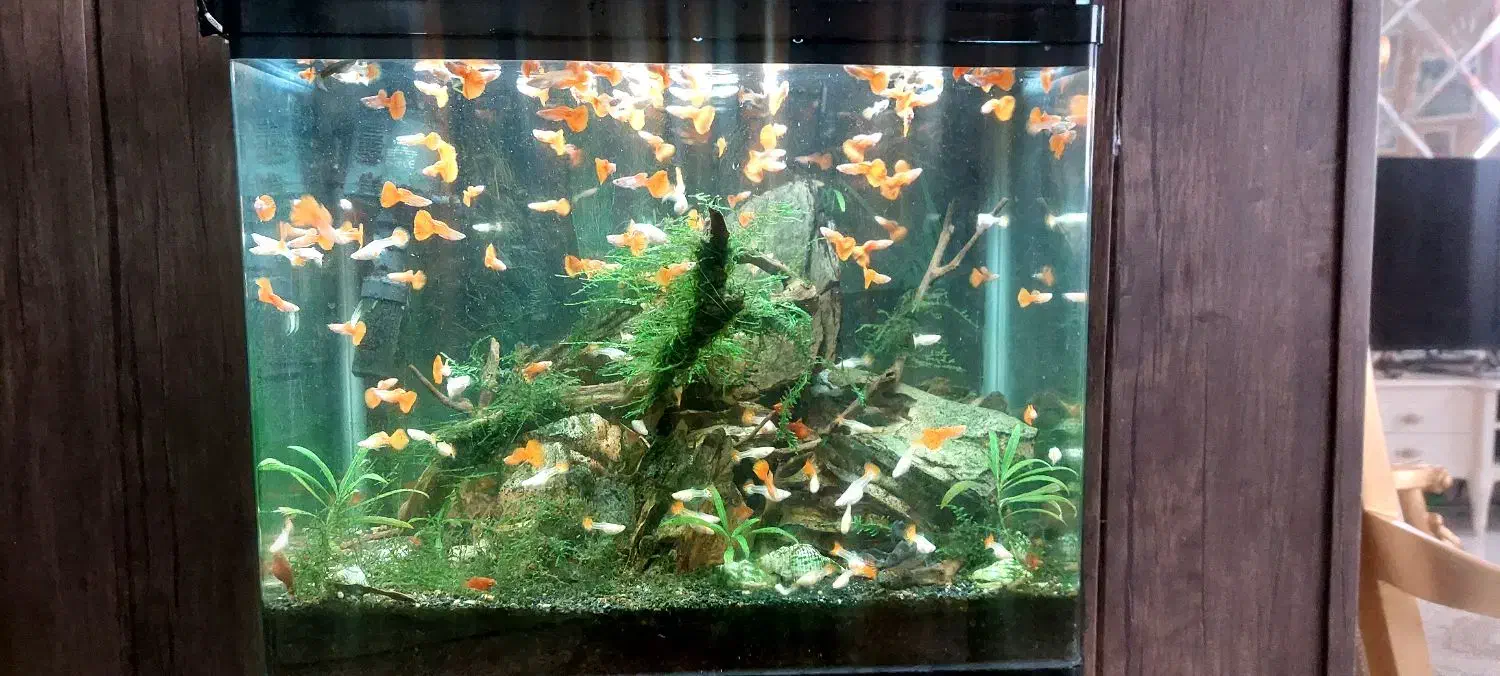 کوپی فول رد اصل مولد|ماهی|مشهد, فرهنگیان (شهرک غرب)|دیوار