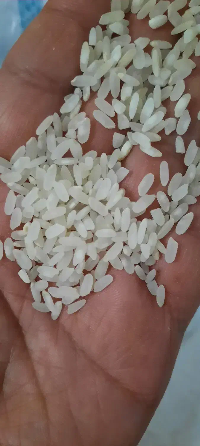 برنج کامفیروز اصل|خوردنی و آشامیدنی|شیراز, لاله|دیوار