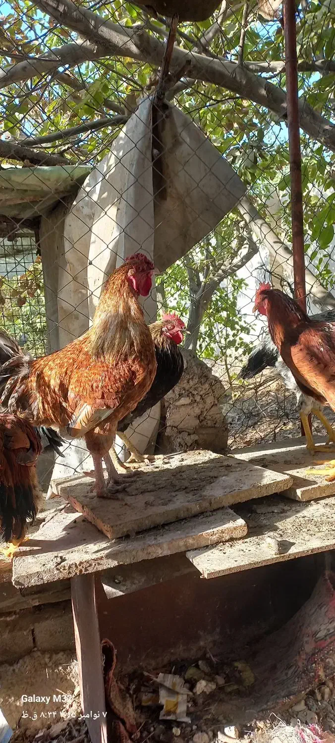 پاپری برهما خروس محلی|حیوانات مزرعه|پاکدشت, پاکدشت (مامازند)|دیوار