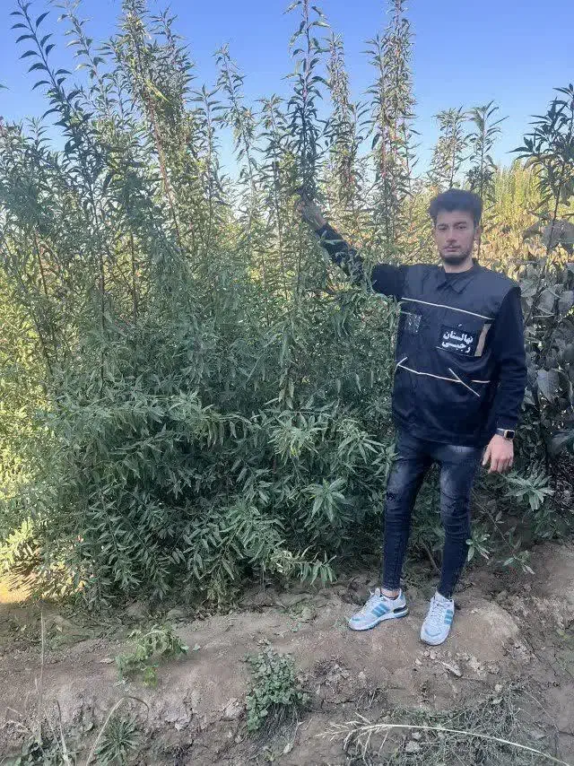 تولید و فروش بادام اسراییلی|خدمات باغبانی و درختکاری|روداب, |دیوار