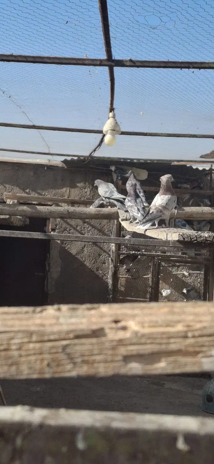 کفتر سرور|پرنده|آران و بیدگل, |دیوار