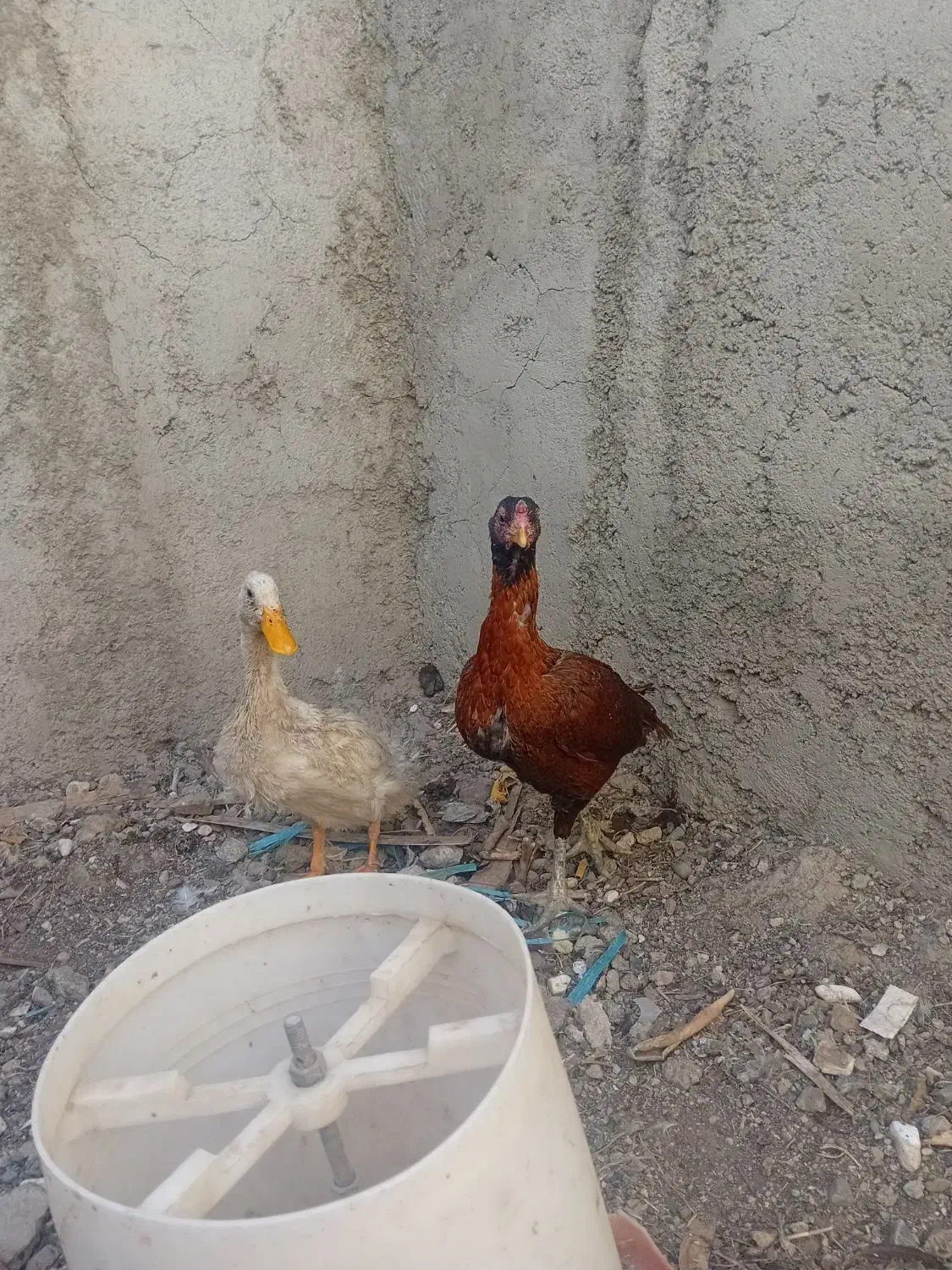 مرغ لاری|حیوانات مزرعه|هشتگرد, هشتگرد قدیم|دیوار